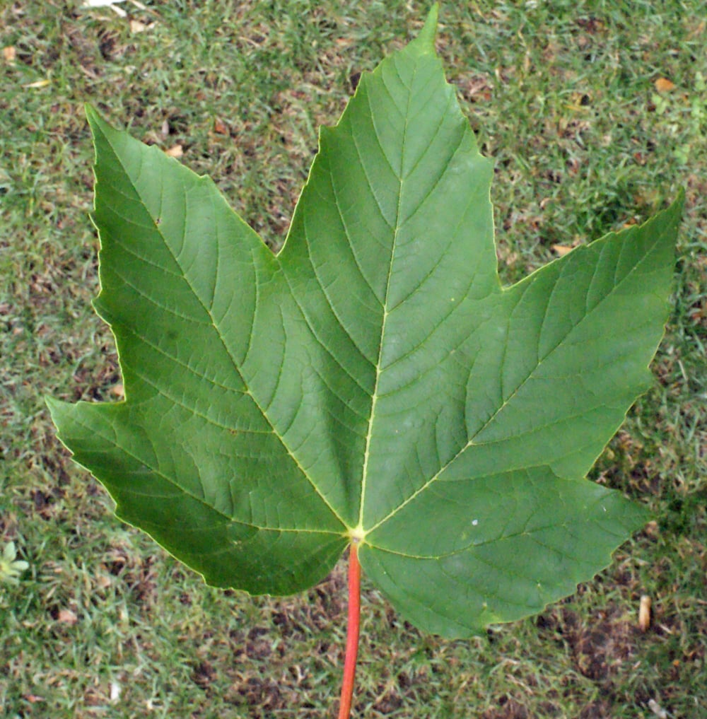 Sycamore maple
