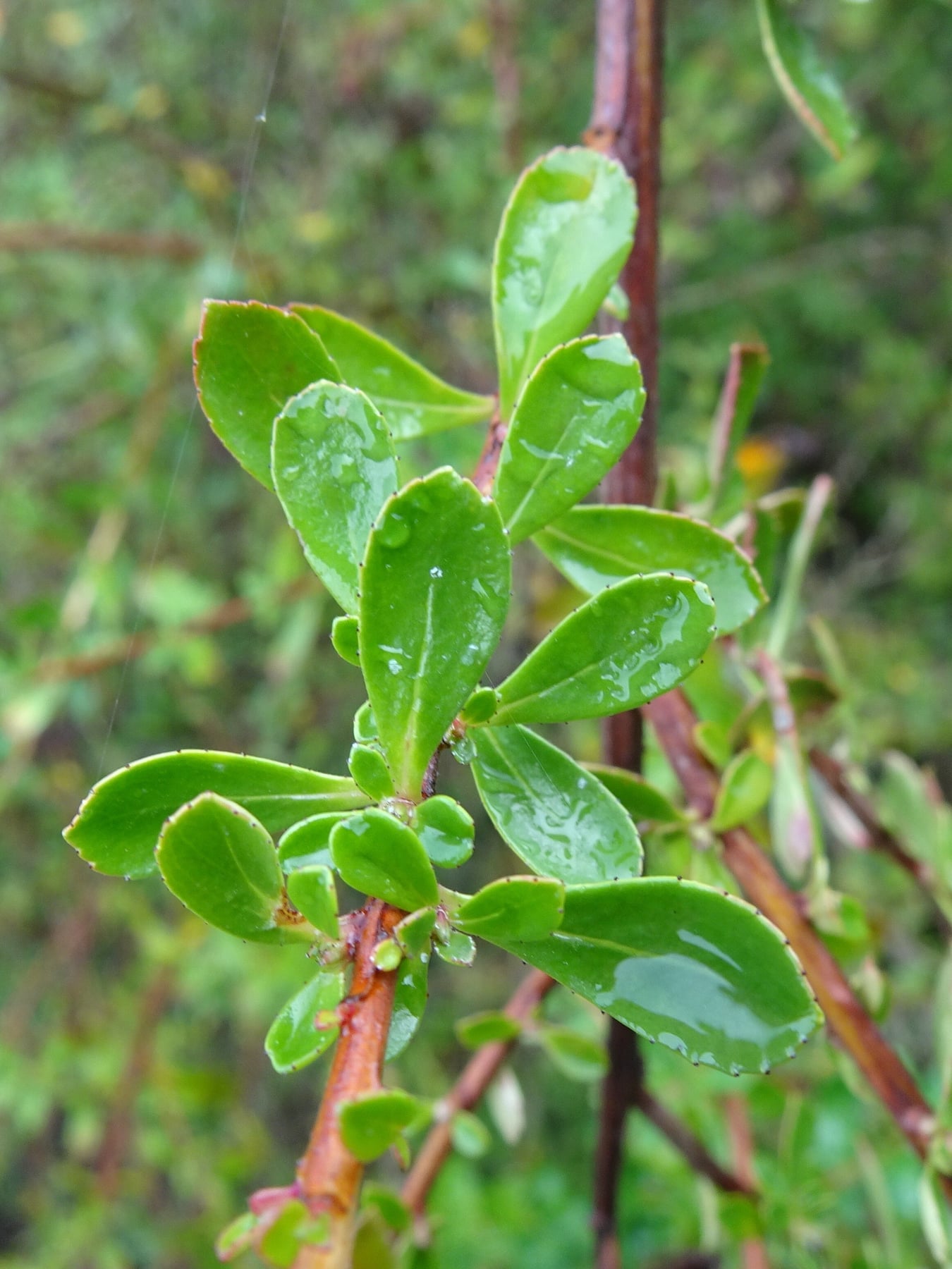 Escallonia