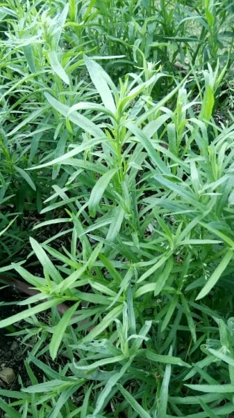 Tarragon