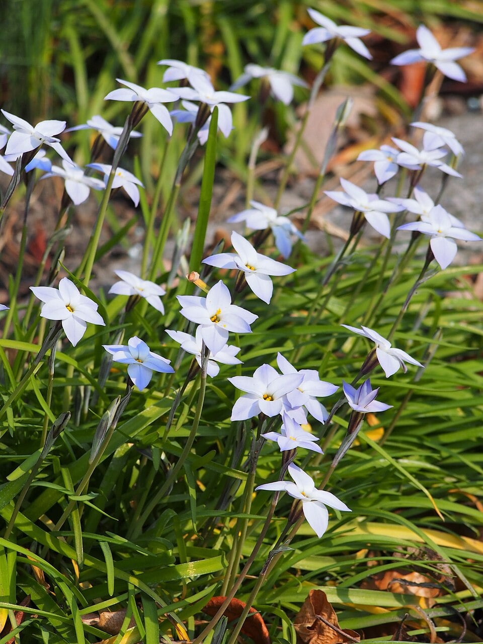 Spring starflower