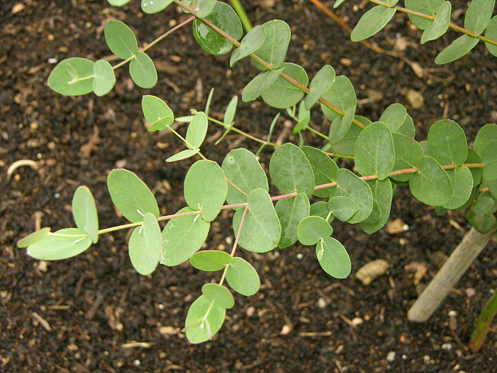 Cider gum