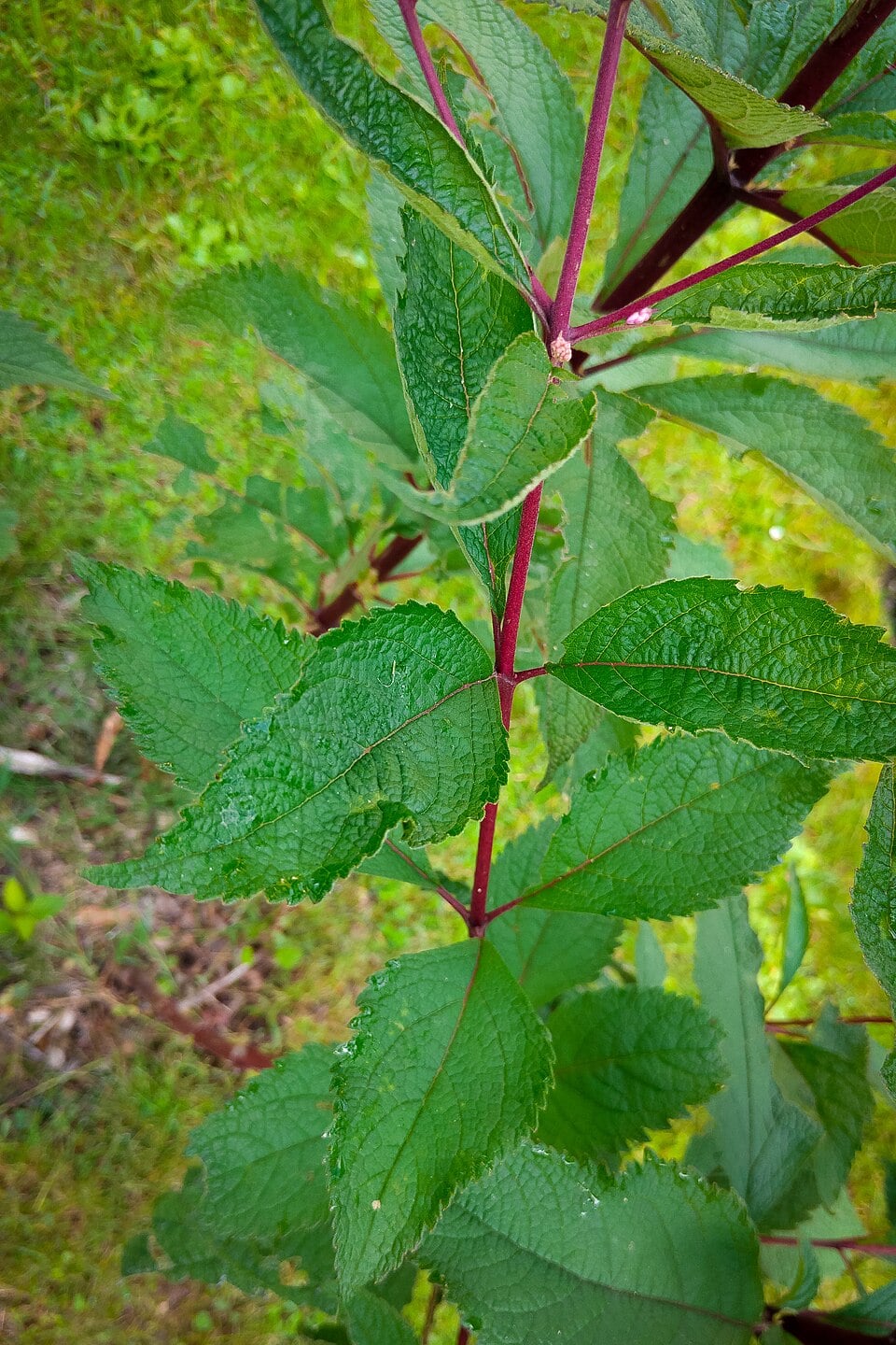Sweet Joe Pye weed