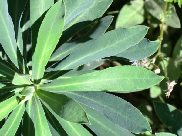Mediterranean spurge