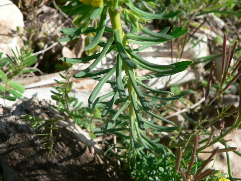 Cypress spurge