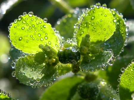 Sun spurge