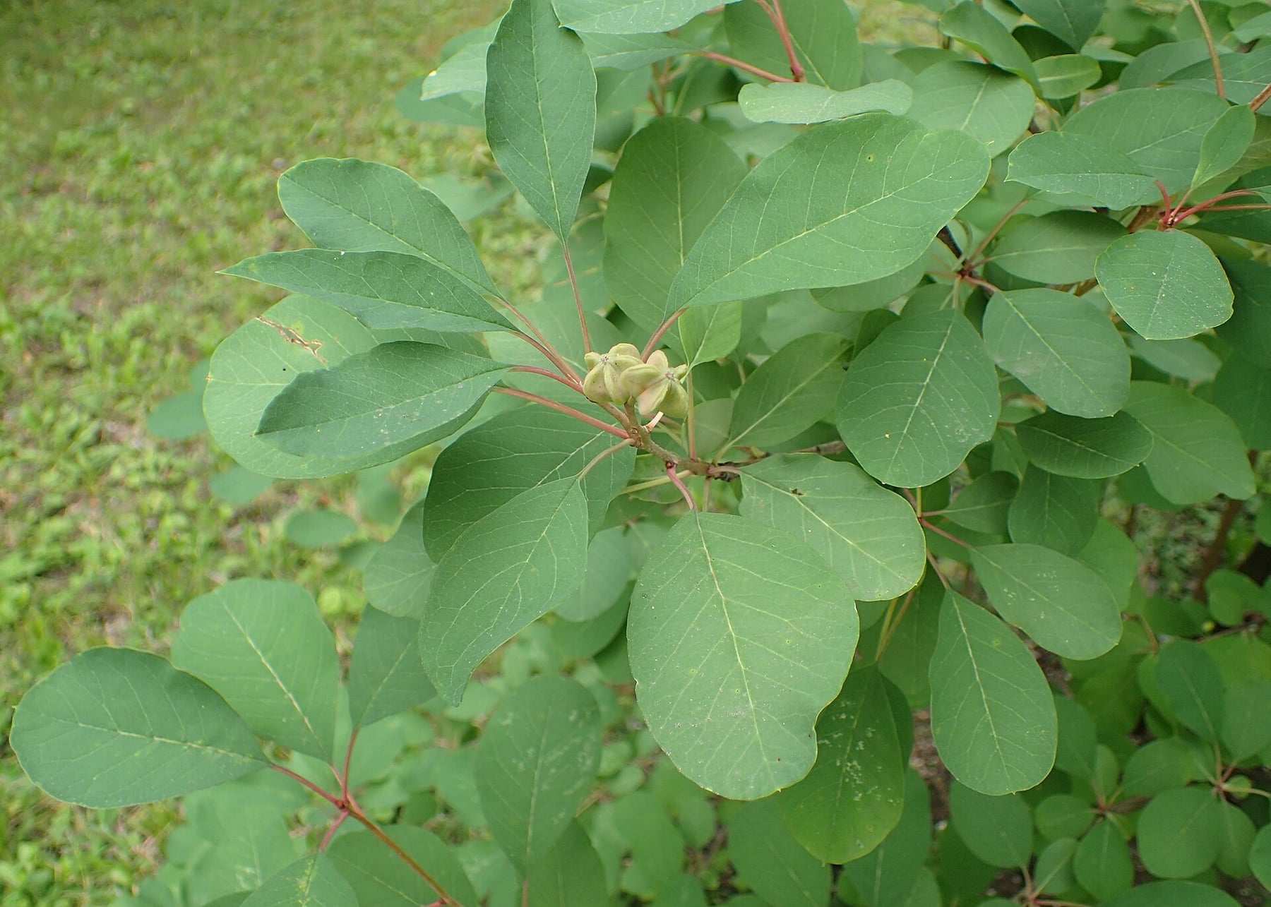 Pearl bush