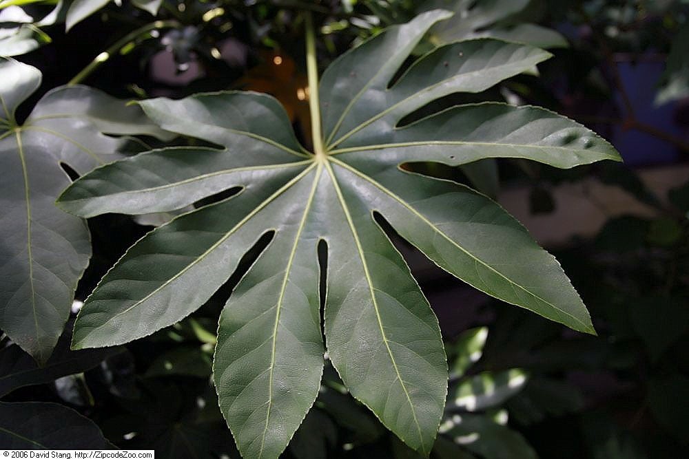 Fatsia