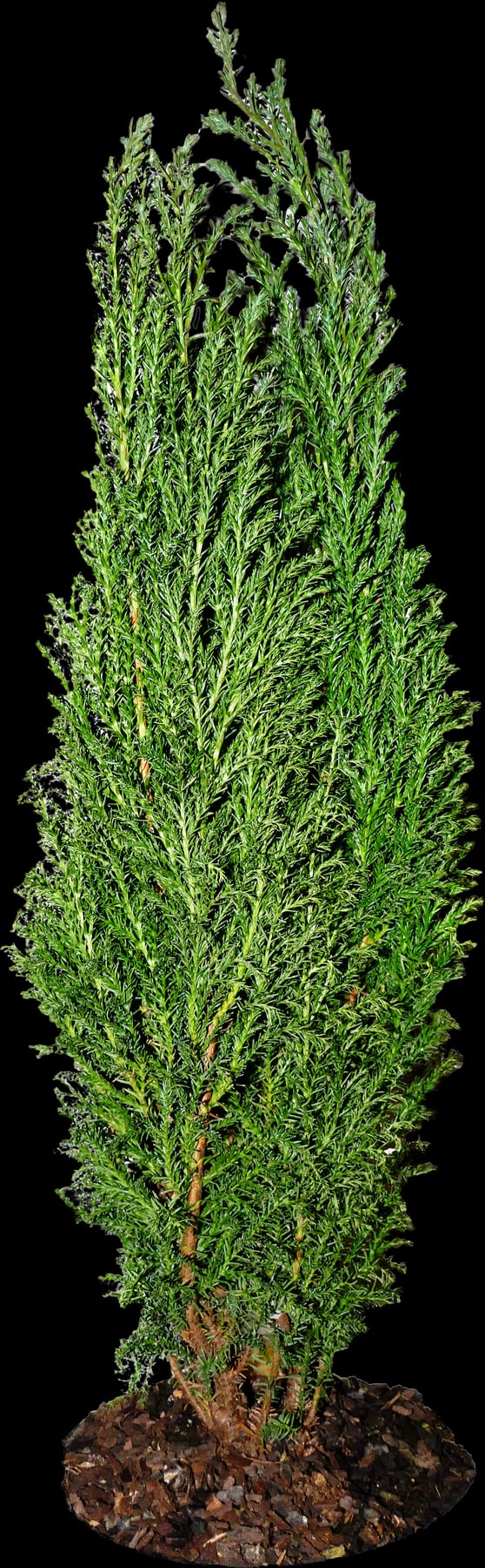 'Ellwoodii'