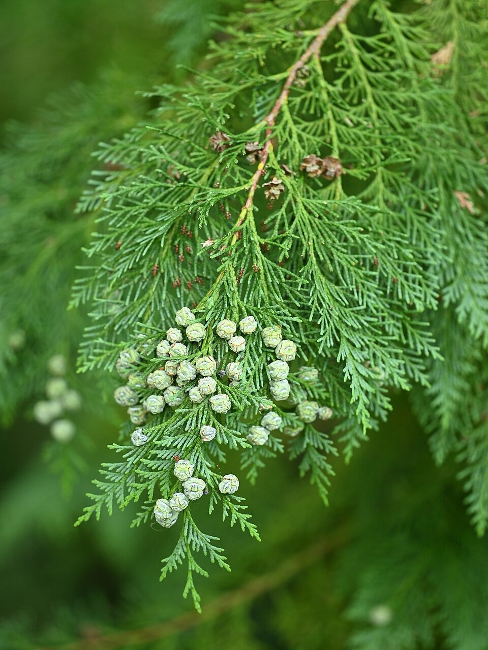 Lawson's cypress