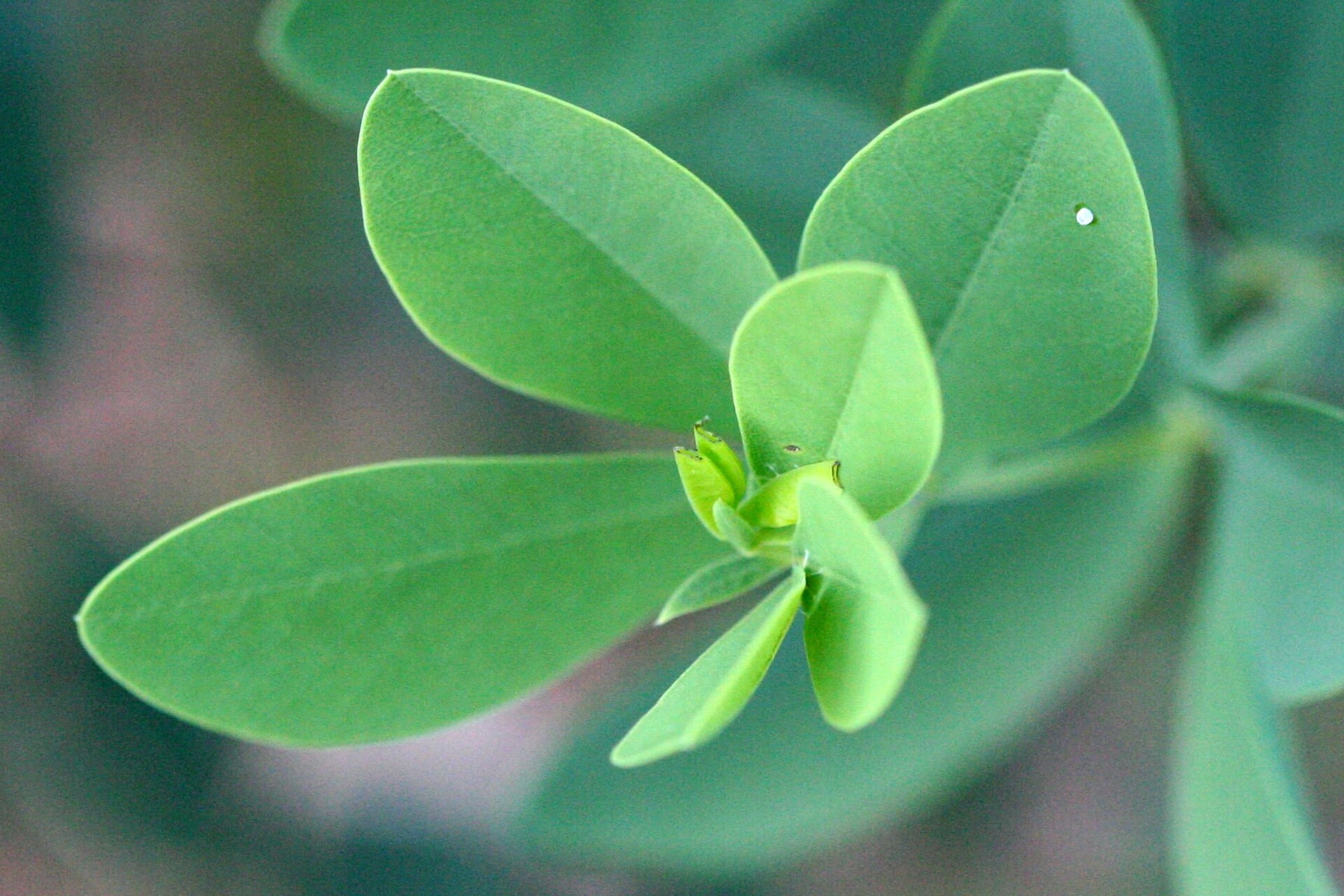 Blue false indigo