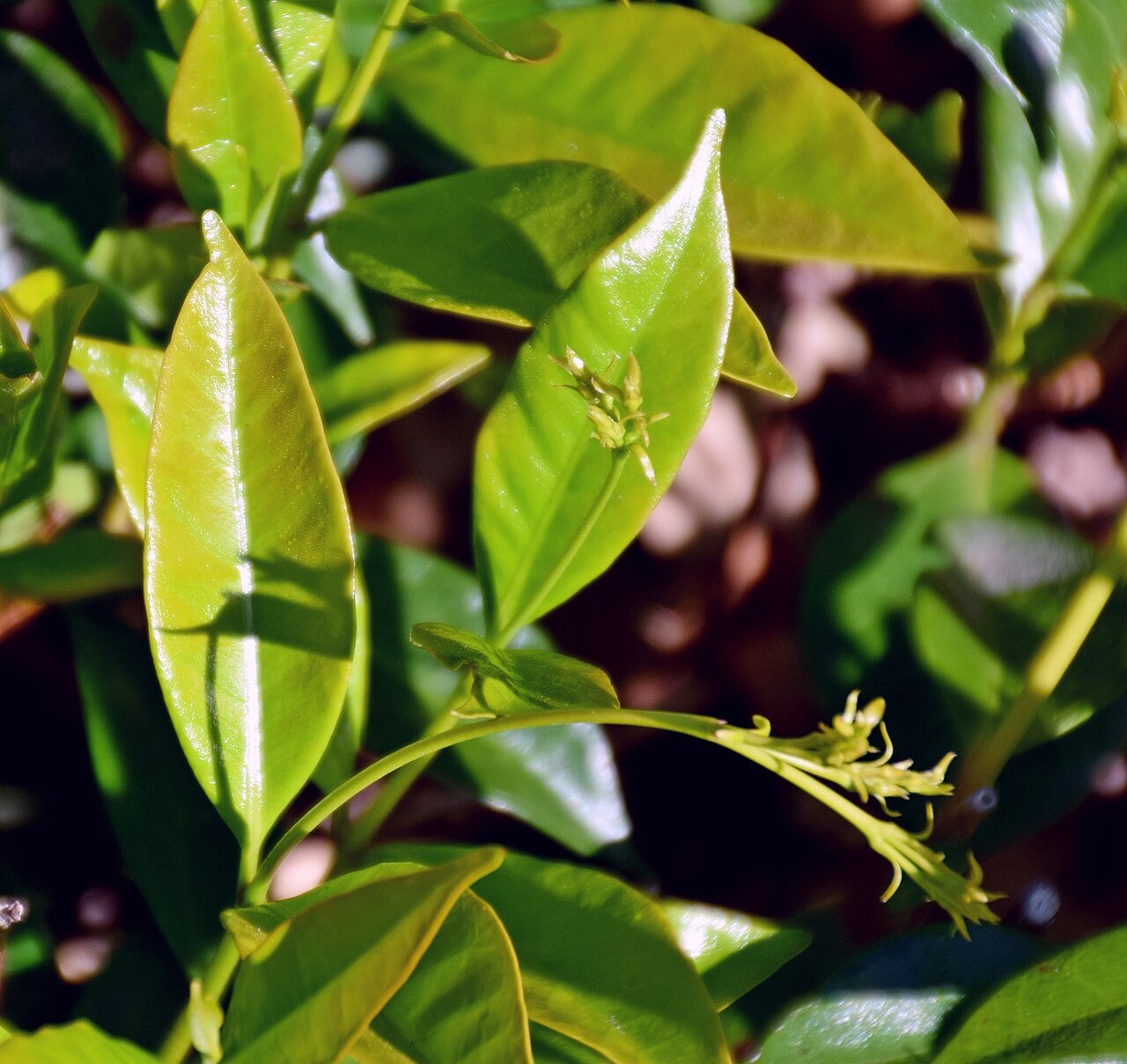 Star jasmine