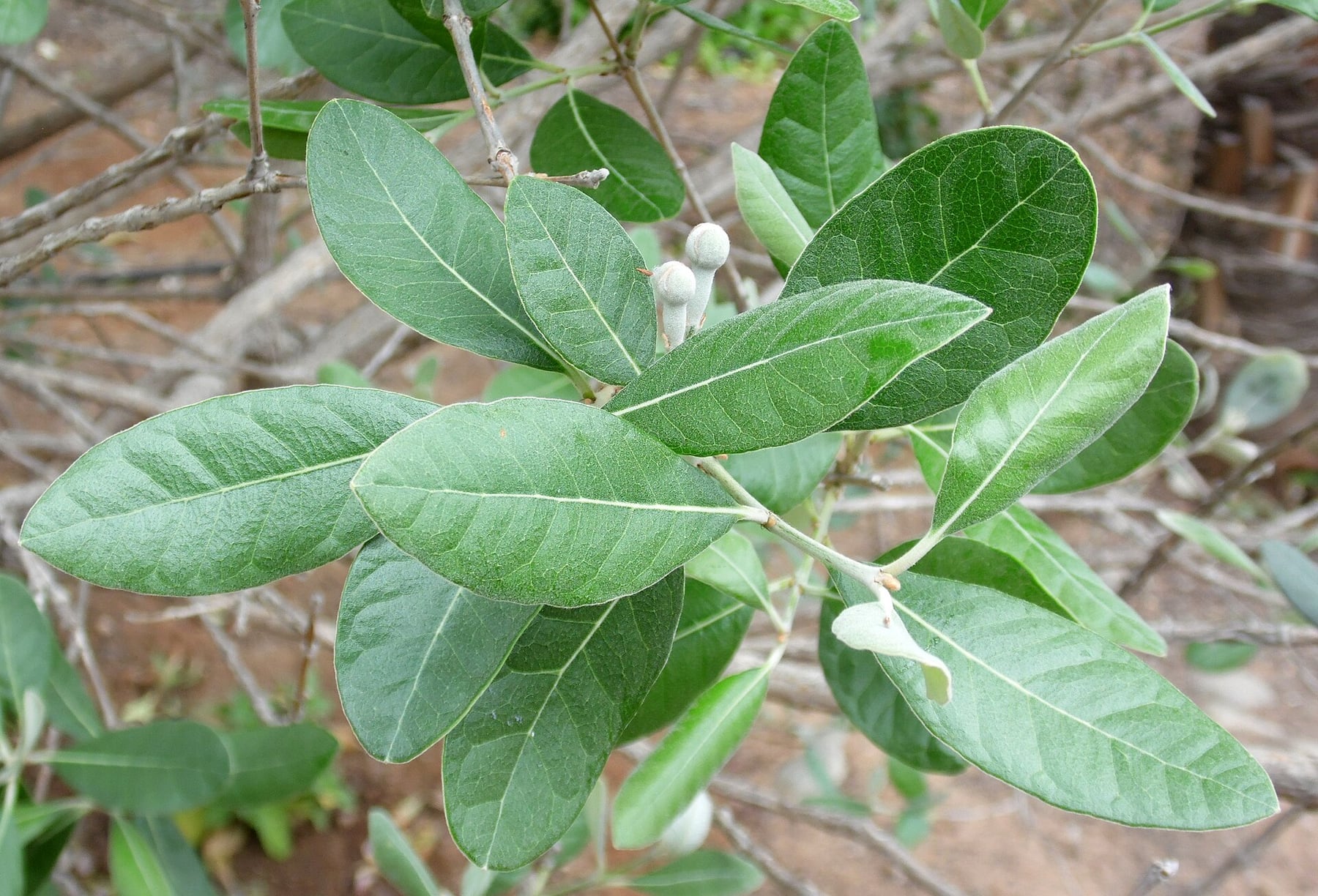 Feijoa