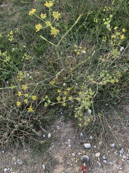 Fennel