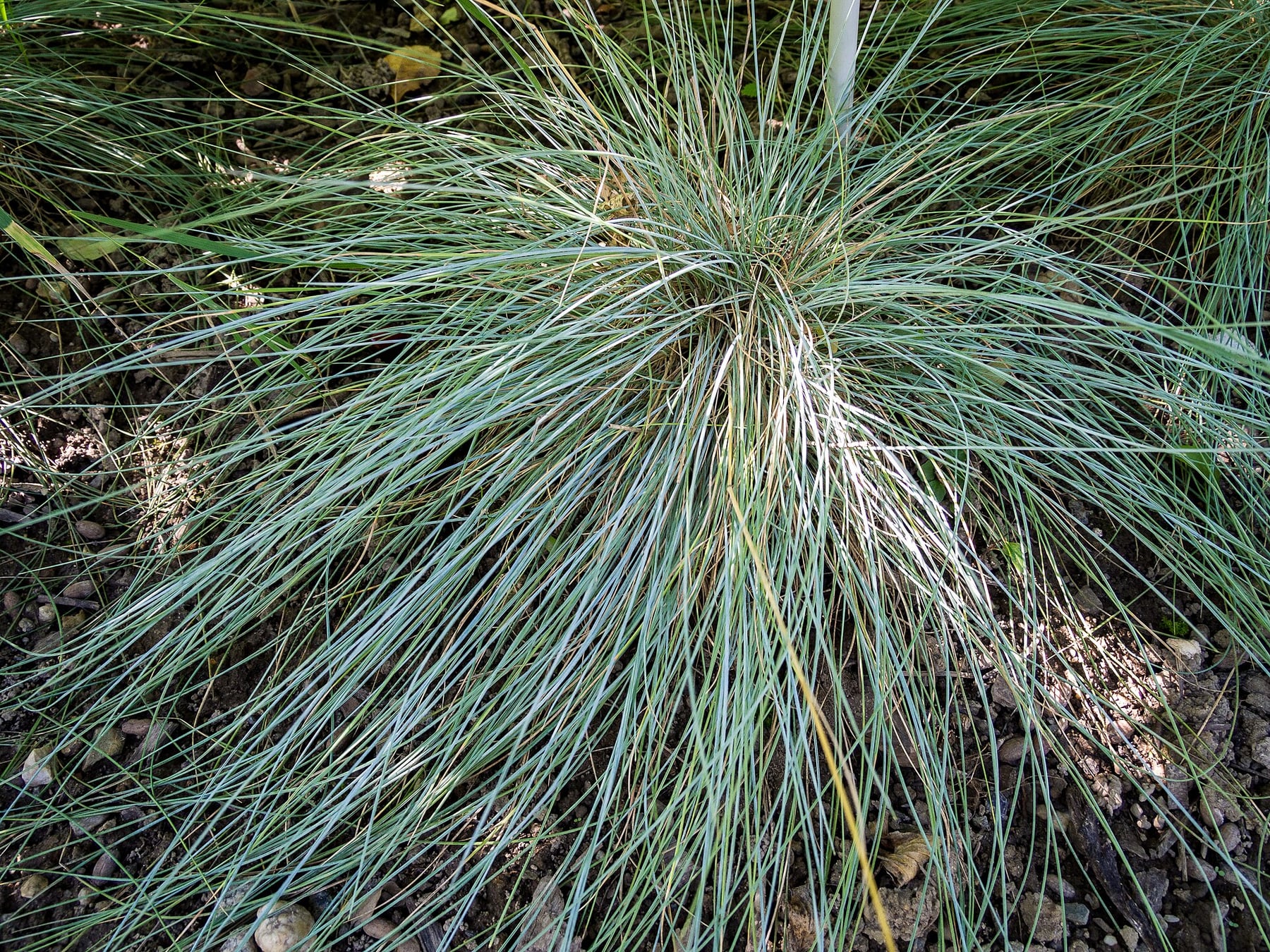 Blue fescue