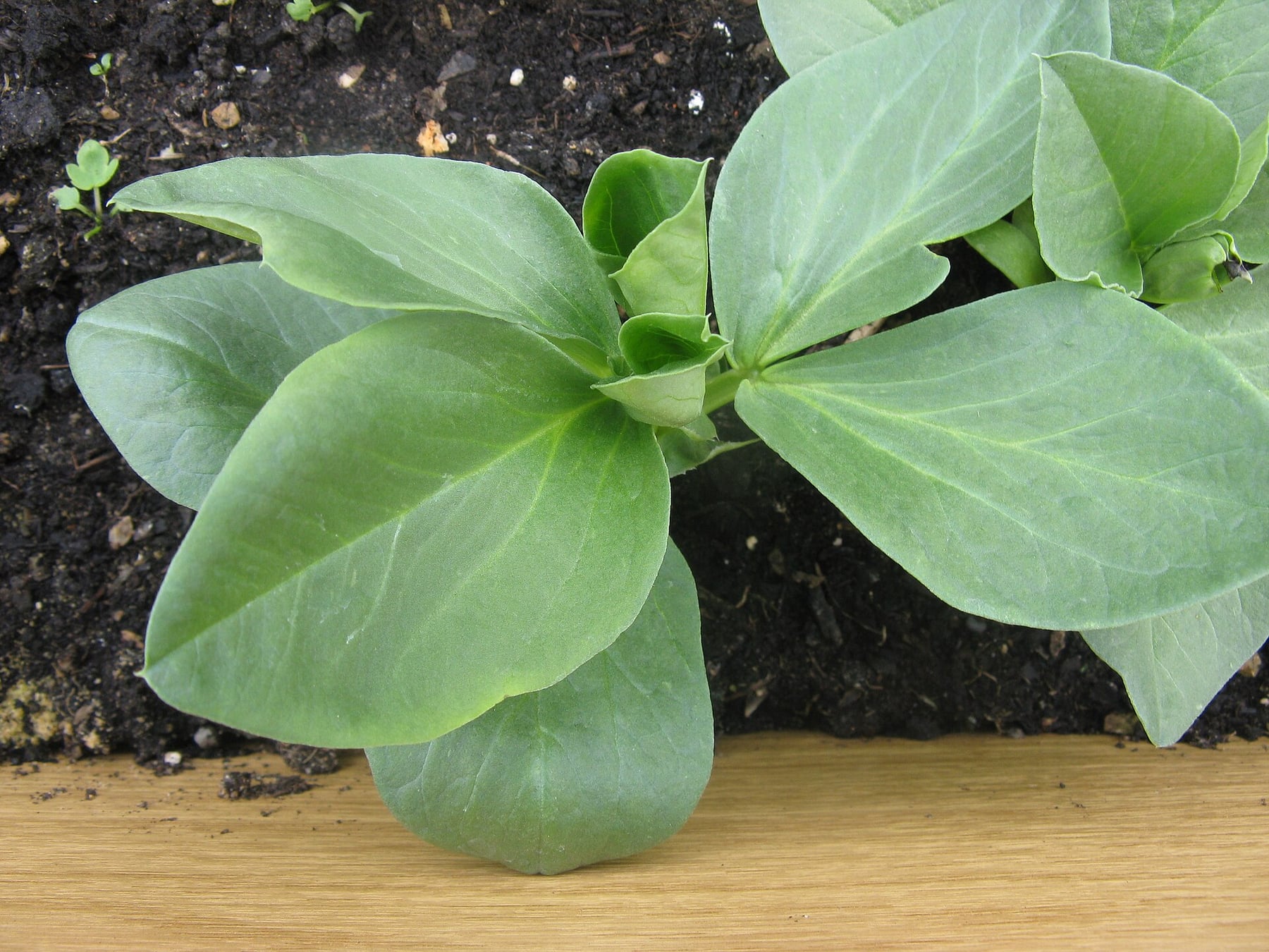 Broad bean
