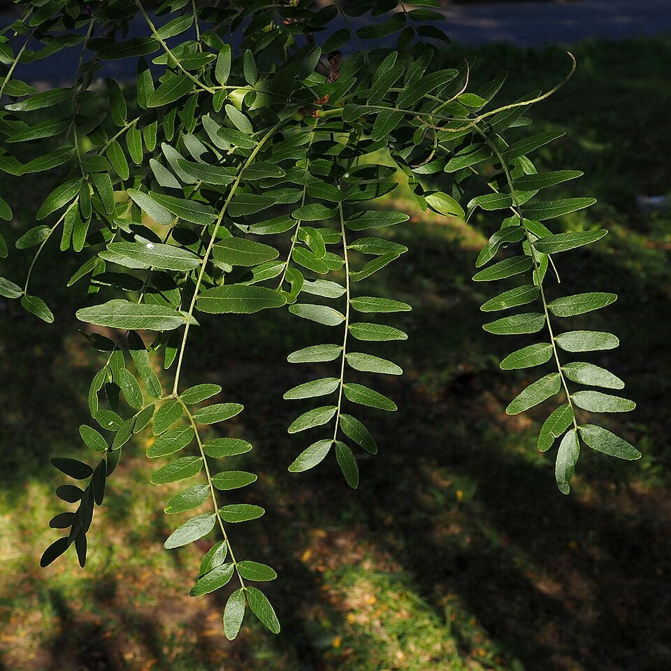 Honey locust