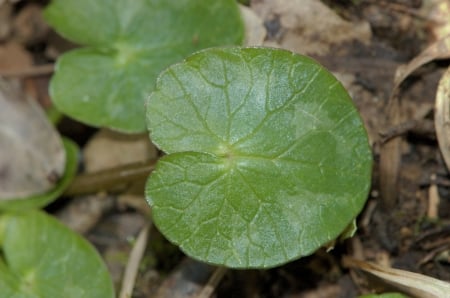 Lesser celandine