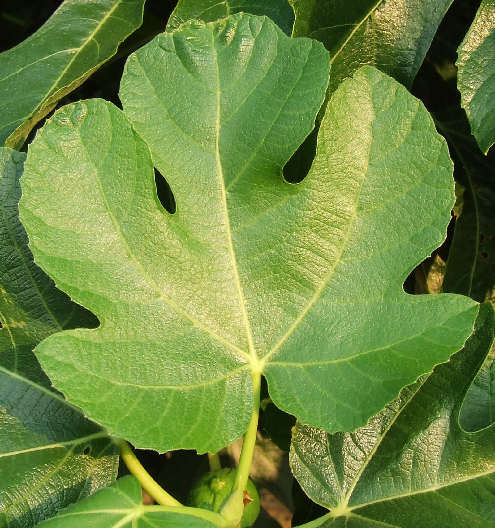 Common fig