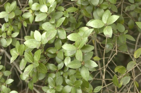 Mock privet