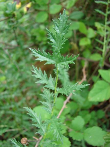 Dropwort