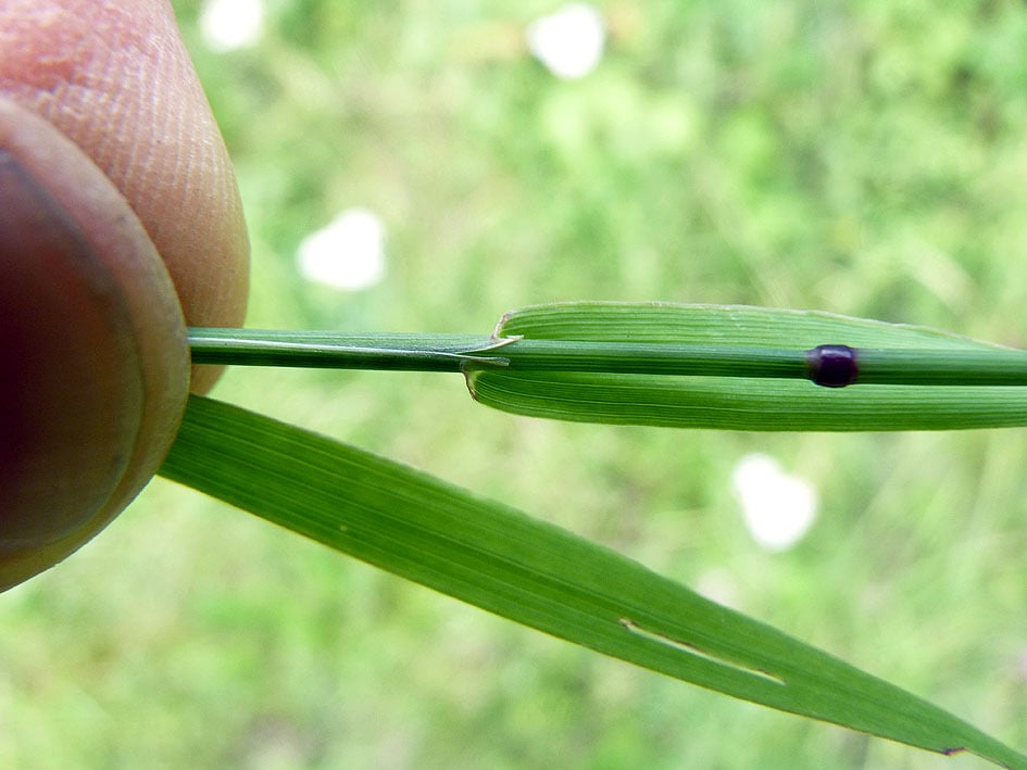 Timothy grass
