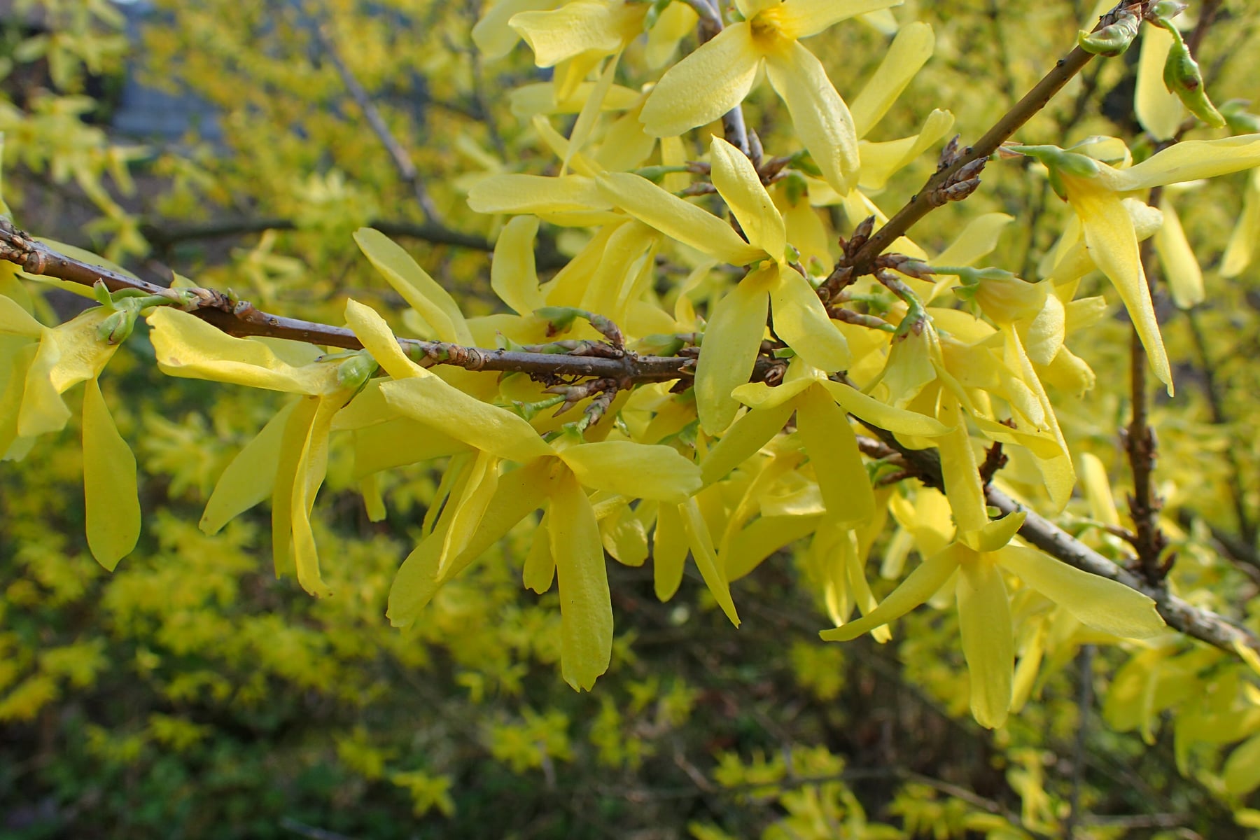 Spectabilis