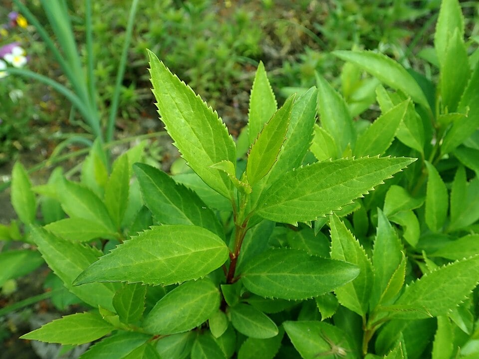 Forsythia