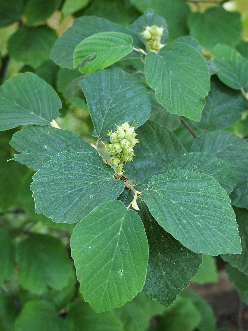 Large fothergilla