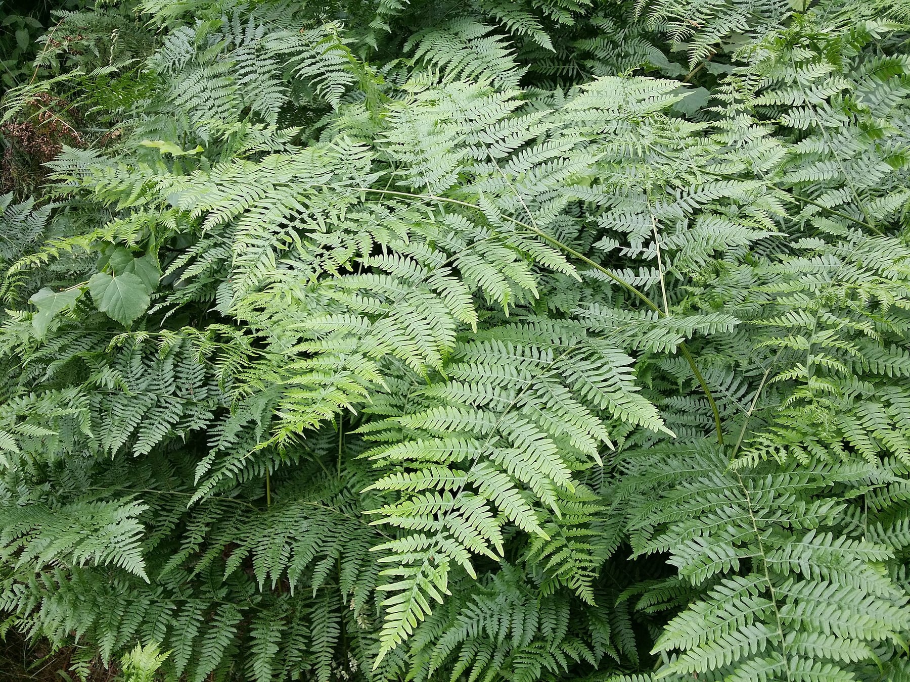 Bracken