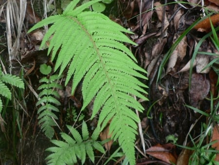 Soft shield fern
