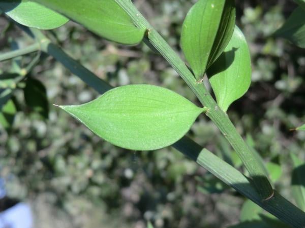 Butcher's broom
