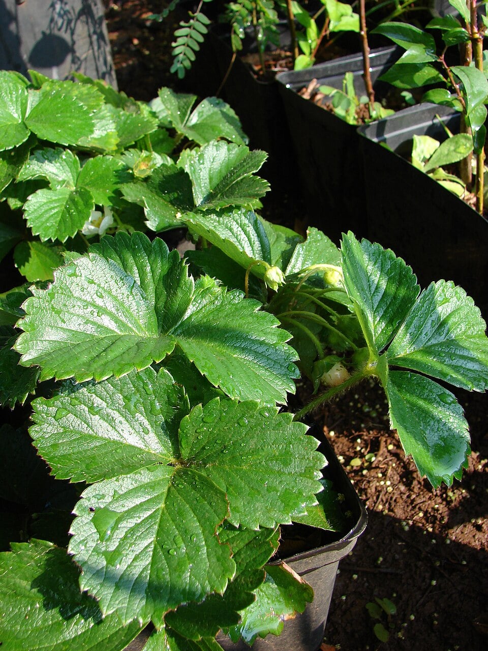 Garden strawberry
