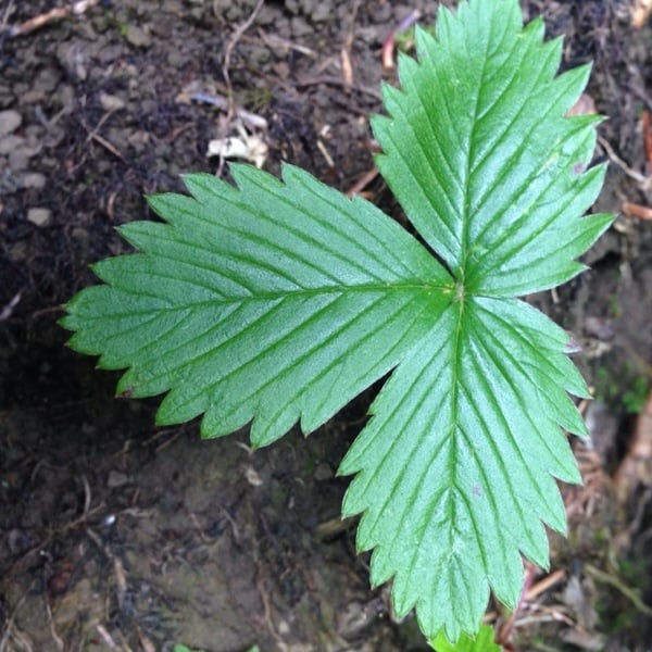 Woodland strawberry