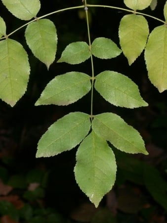 Manna ash