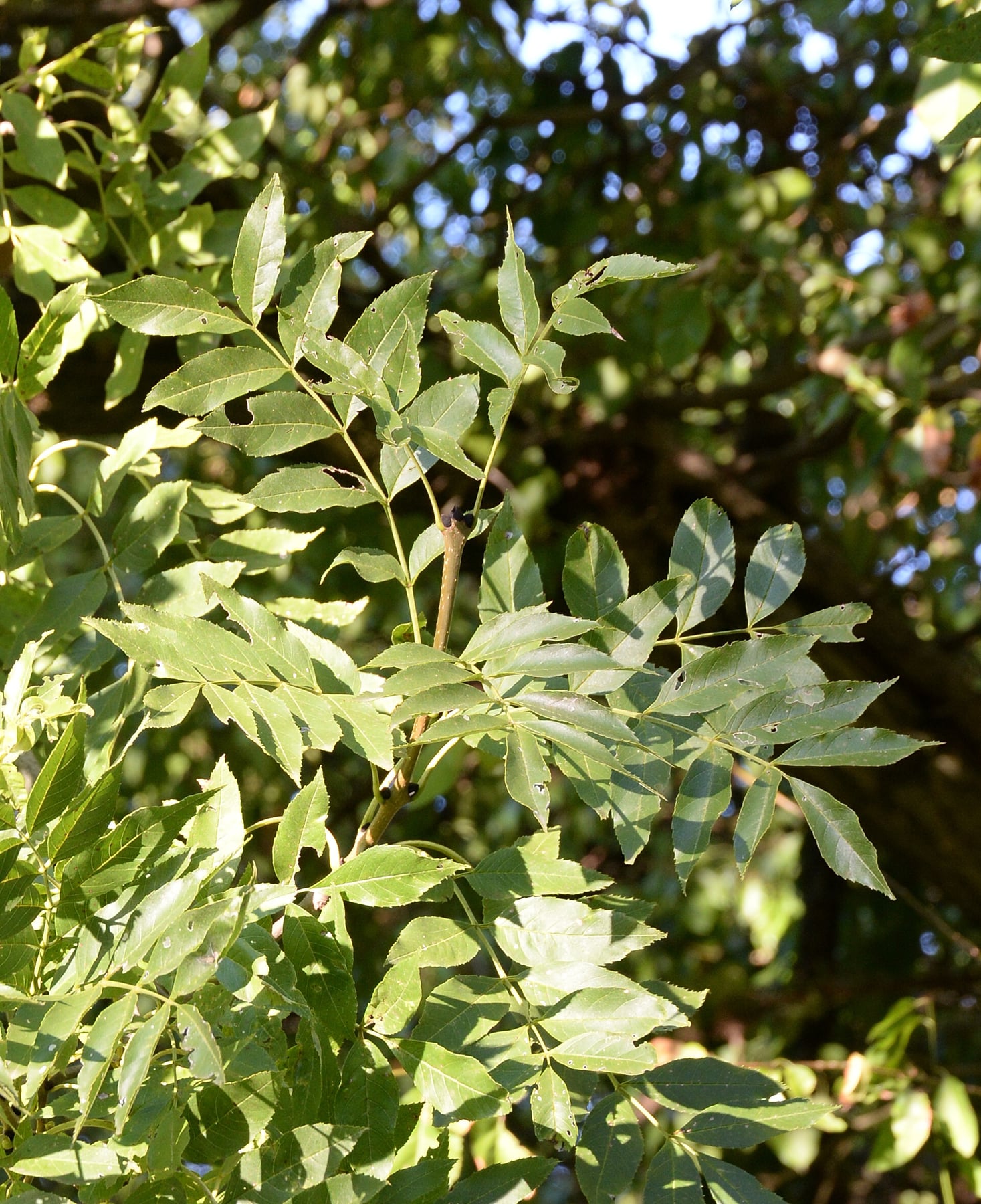Common ash