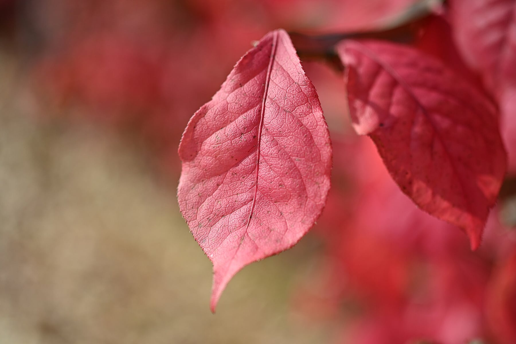 Winged spindle