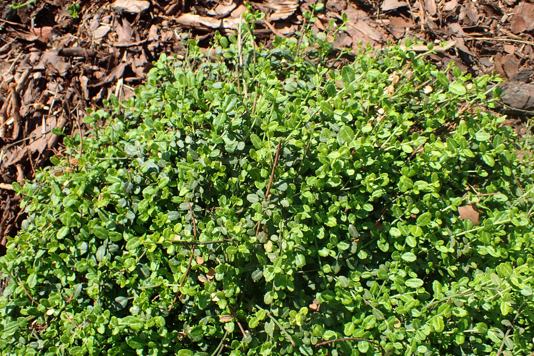 Microphyllus