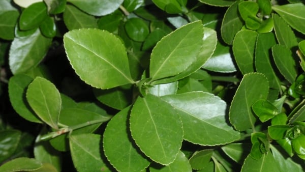 Japanese spindle