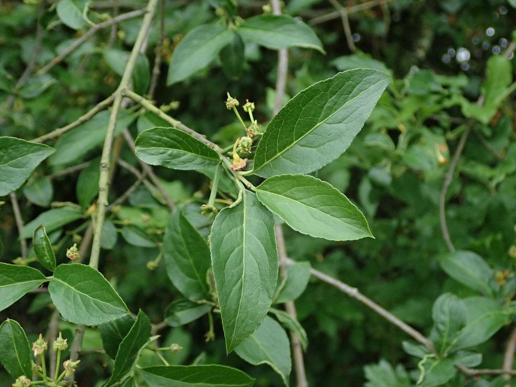 Spindle