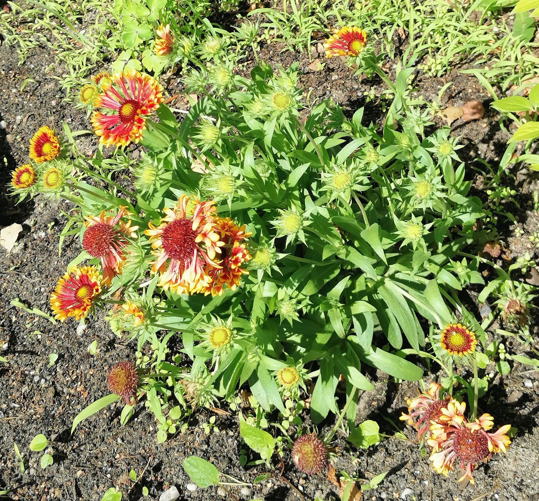 Blanket flower