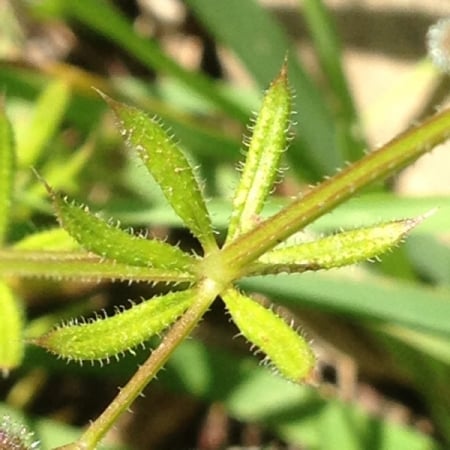 Cleavers