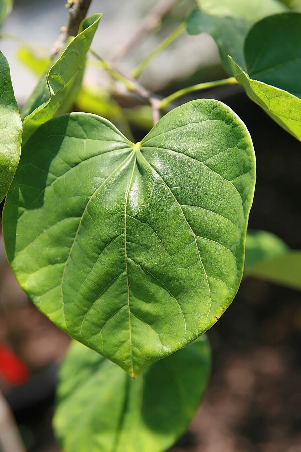 Eastern redbud