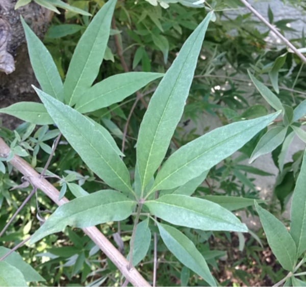 Chaste tree