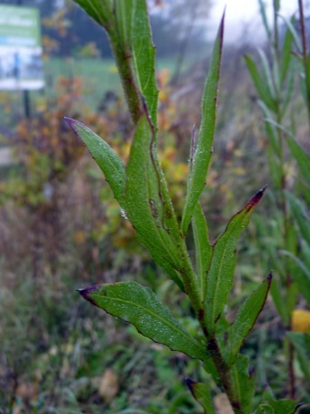 Gaura