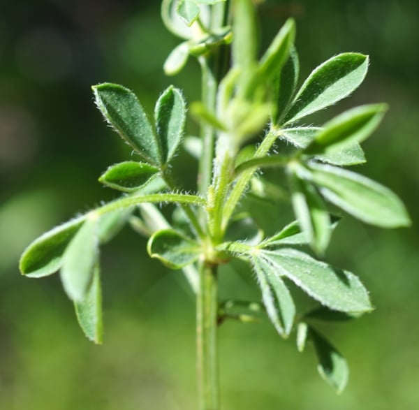 Common broom