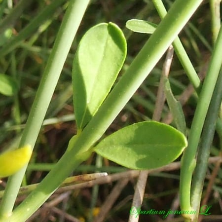 Spanish broom