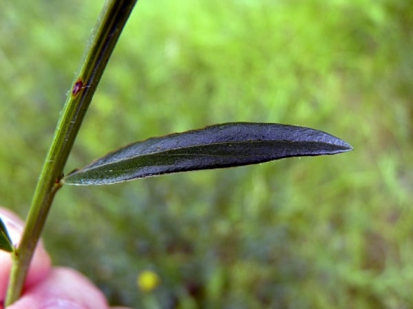 Dyer's greenweed