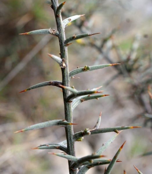 Scorpion broom