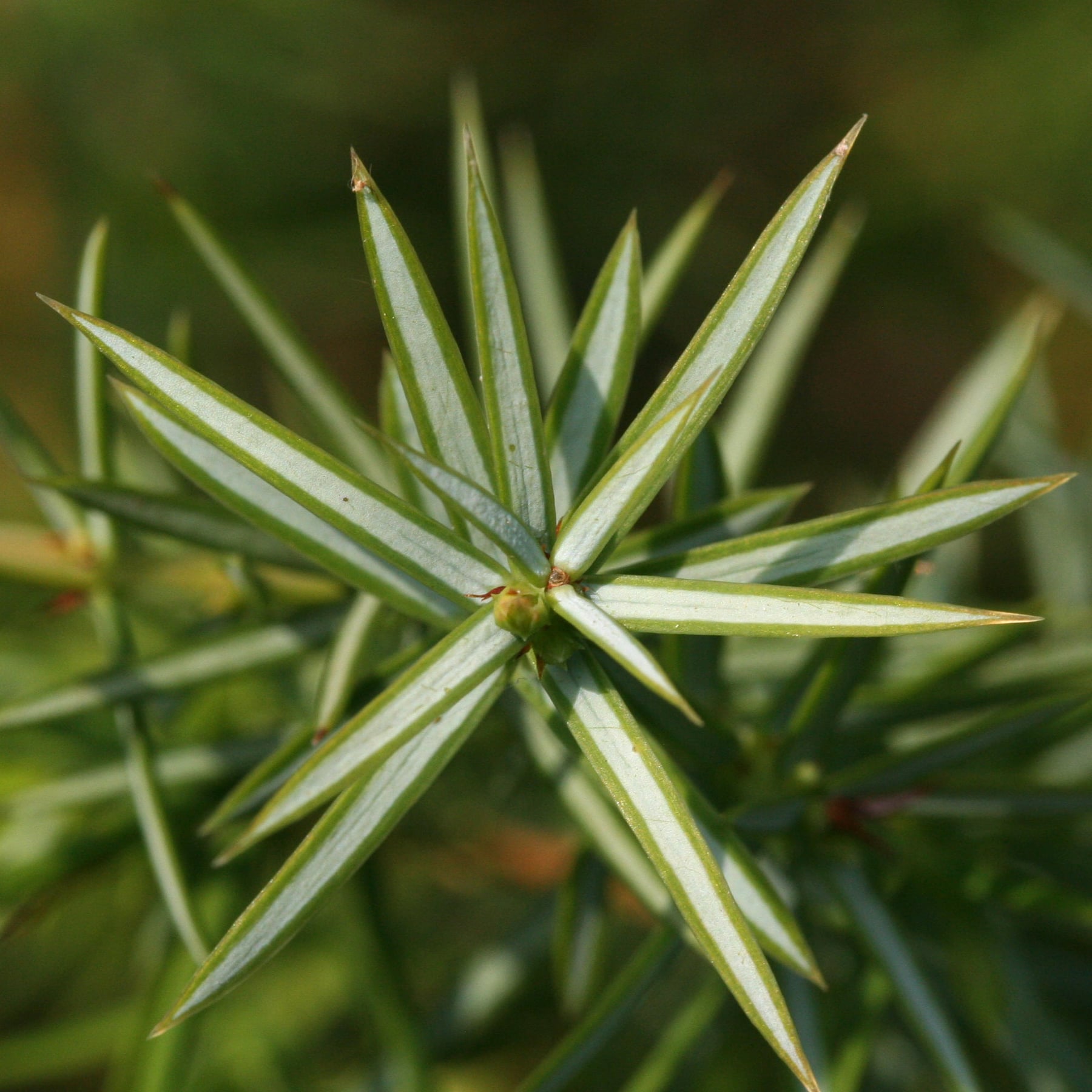 Common juniper