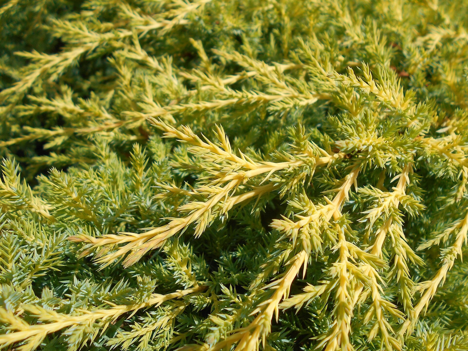 Pfitzer juniper